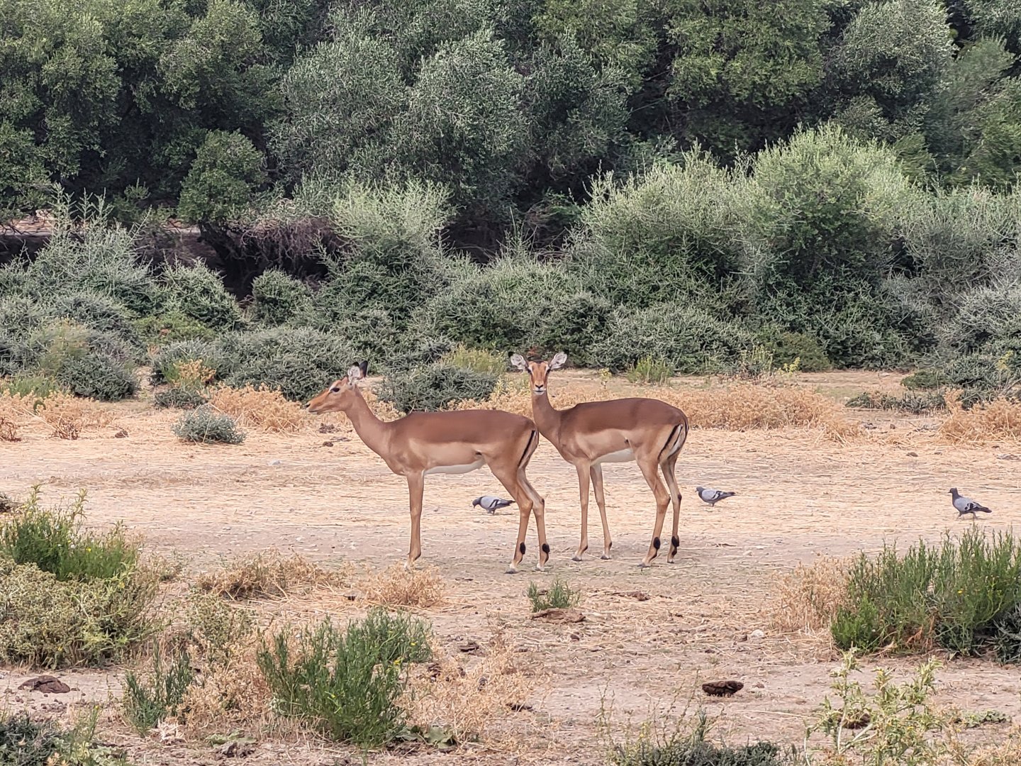 Common impala -Réserve Africaine de Sigean (2022)