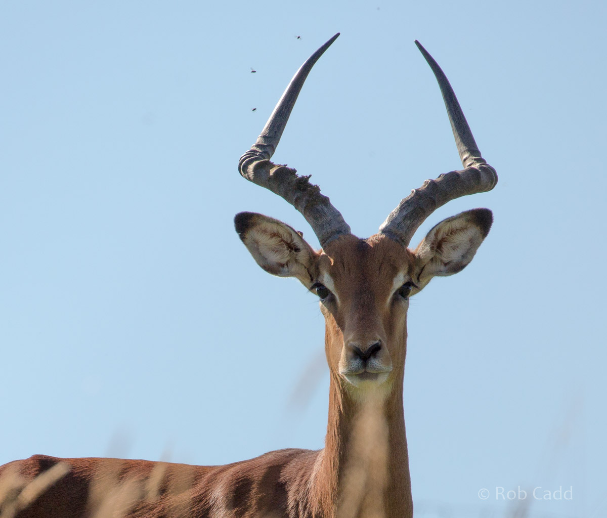 Common impala : Whipsnade : 06 Aug 2016