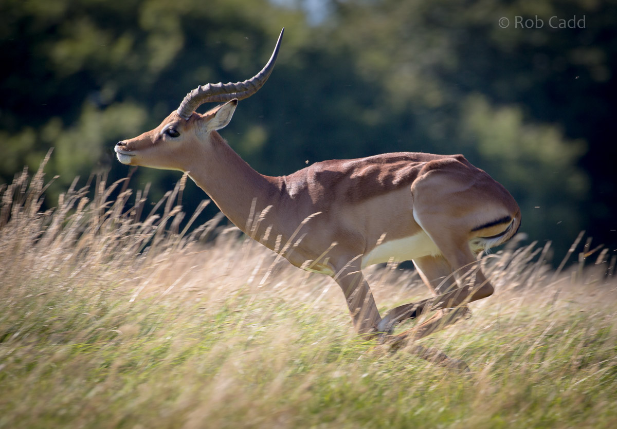 Common impala : Whipsnade : 06 Aug 2016
