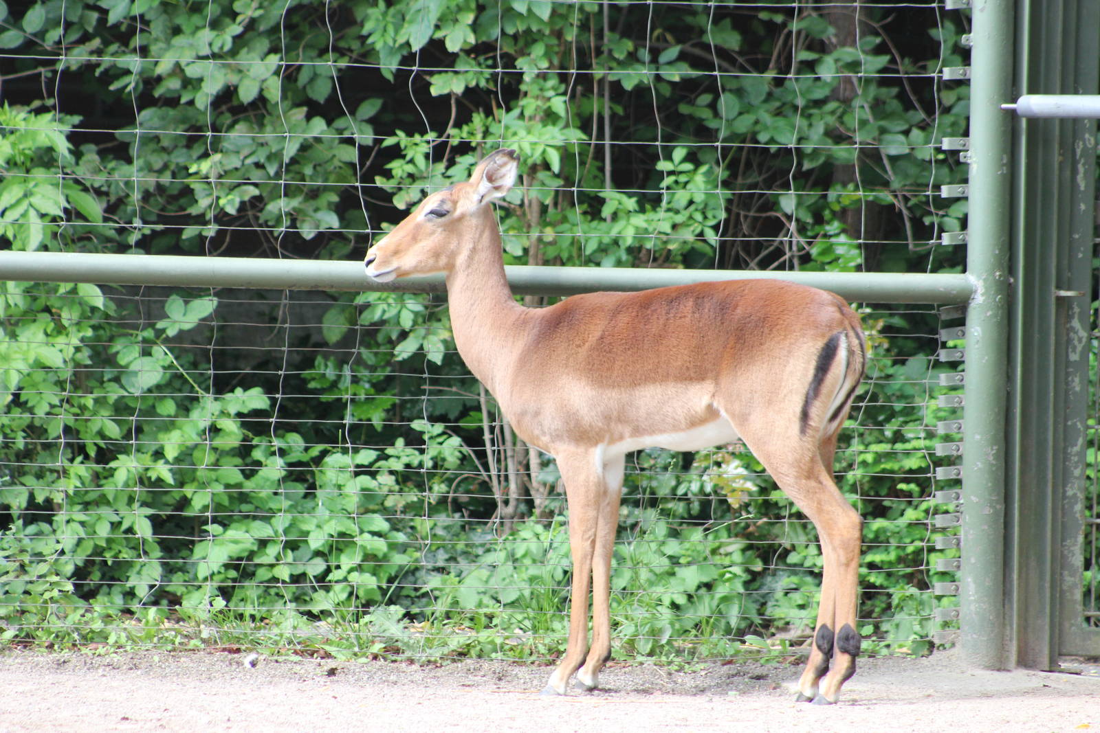 Common impala