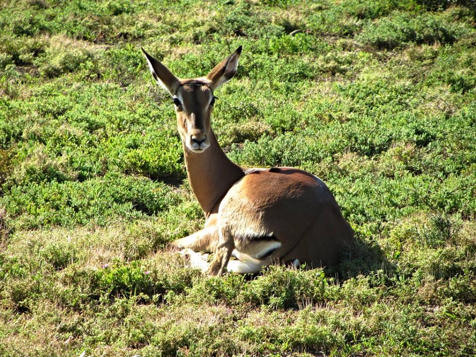 Common Impala
