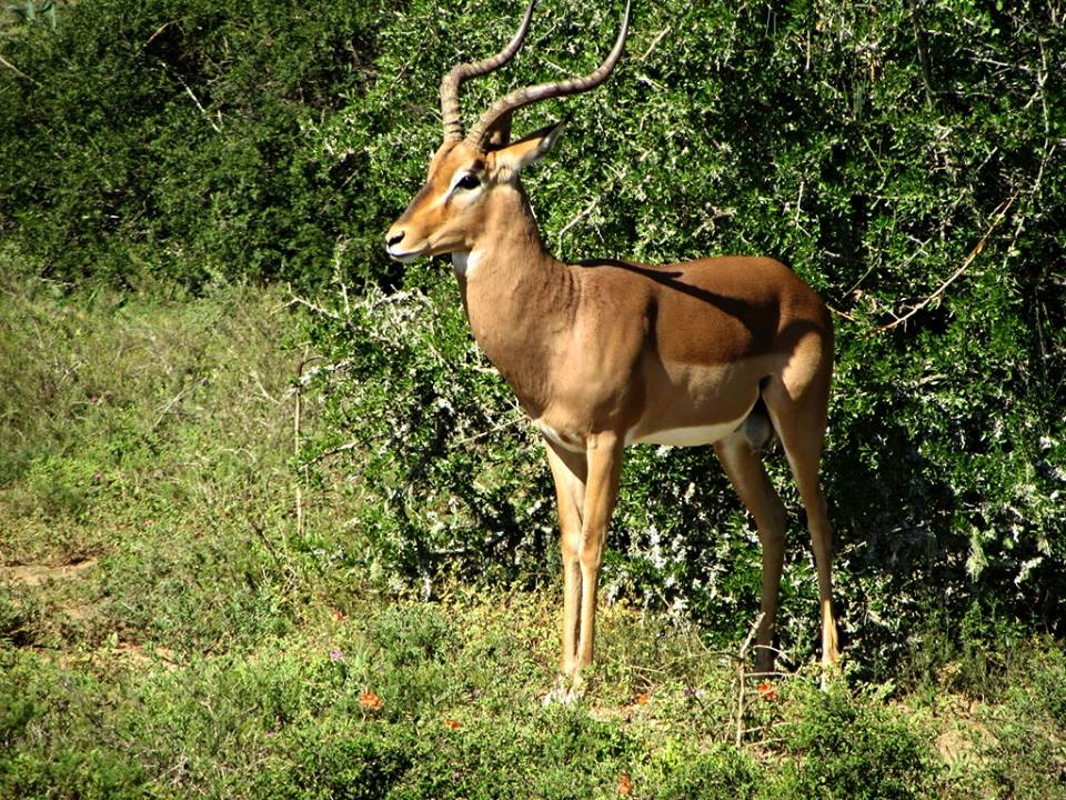 Common Impala