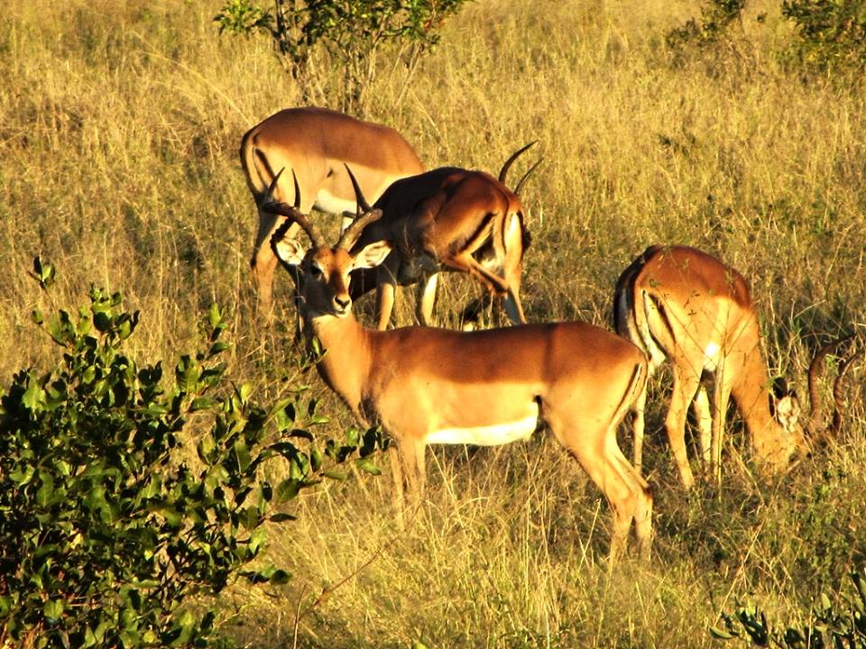 Common Impala