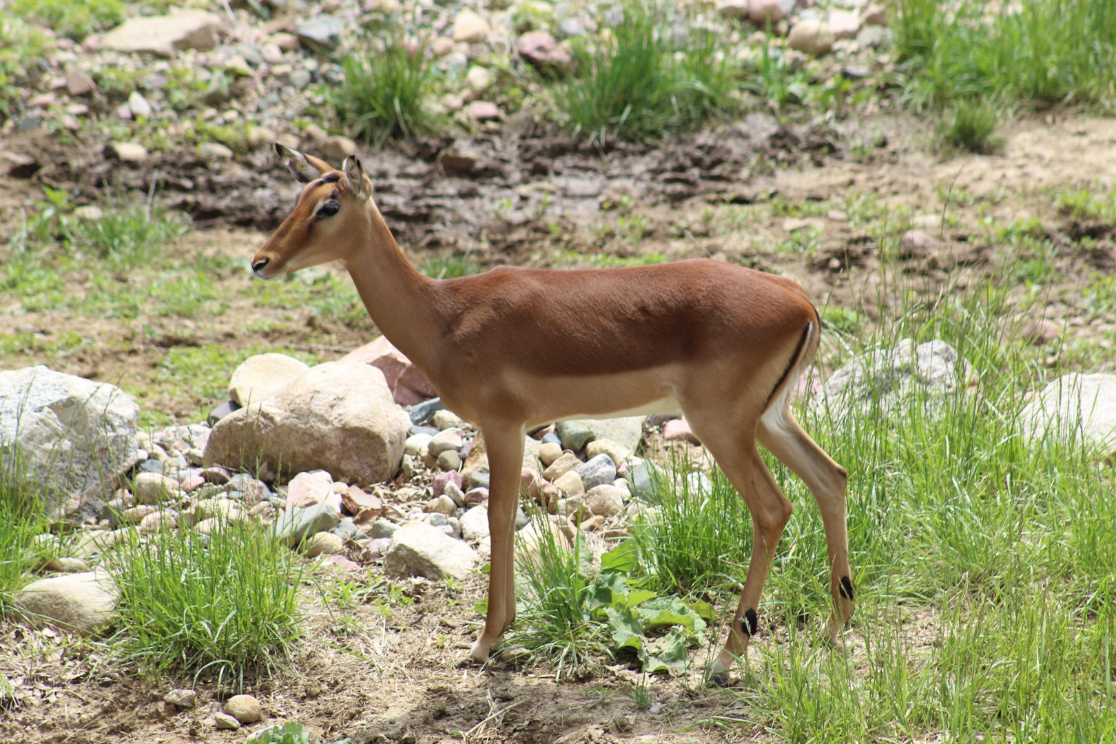 Common Impala