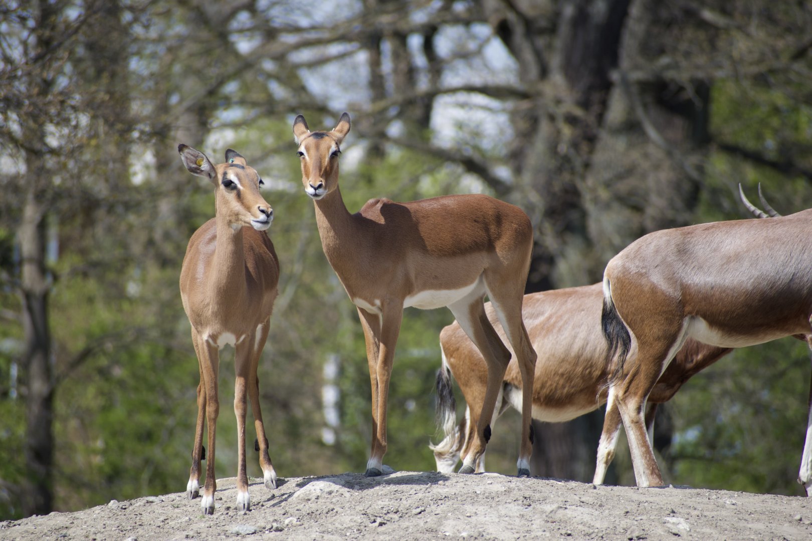 Common Impala