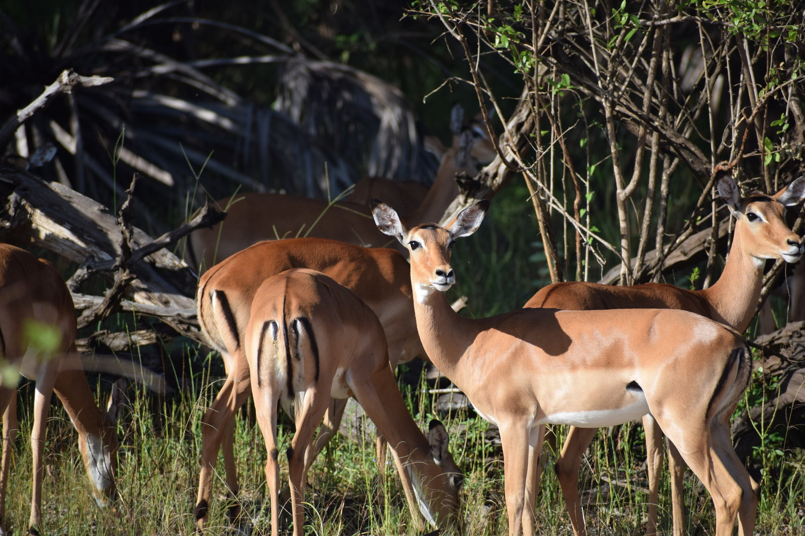 Common Impala