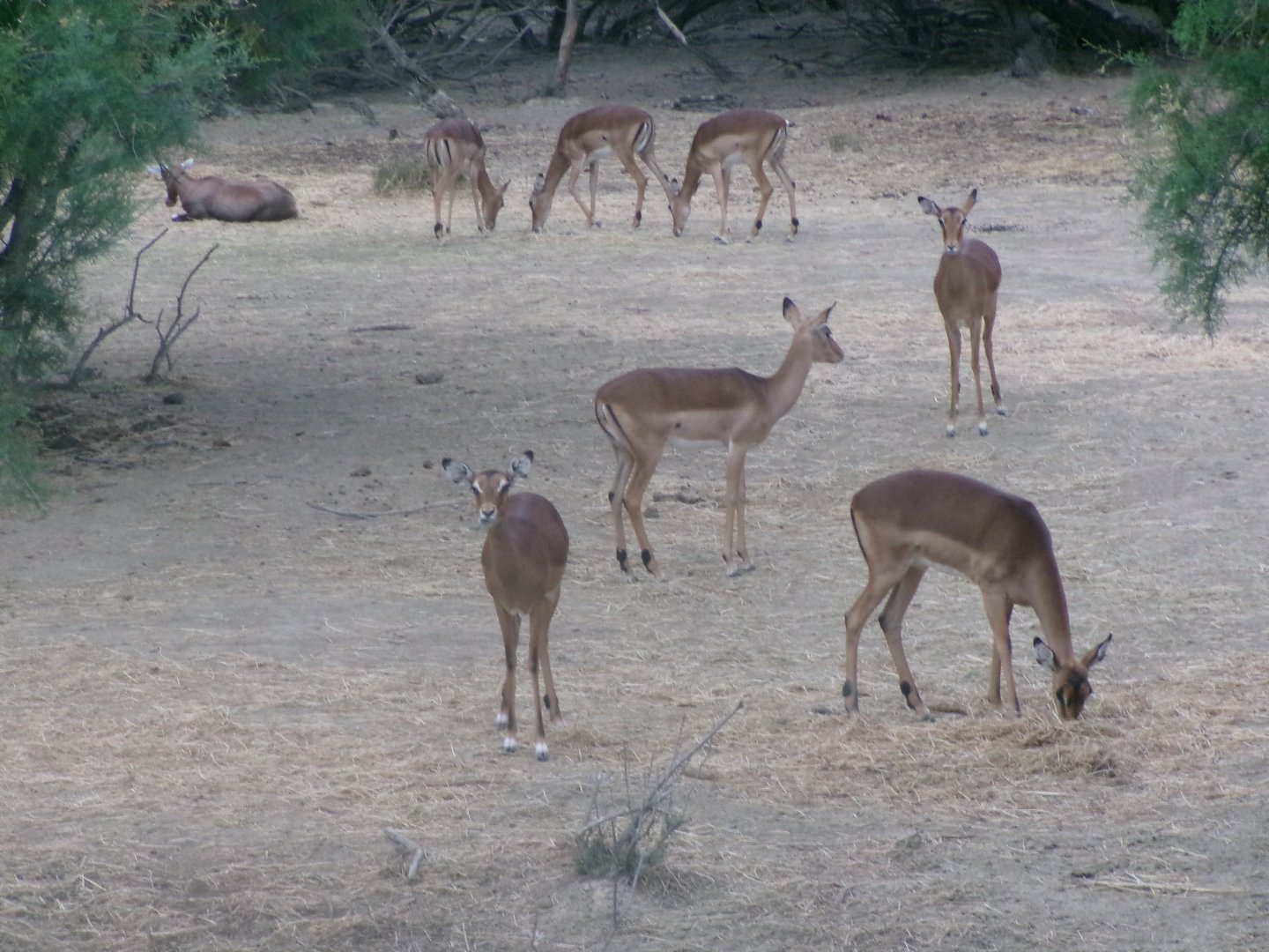 Common impala