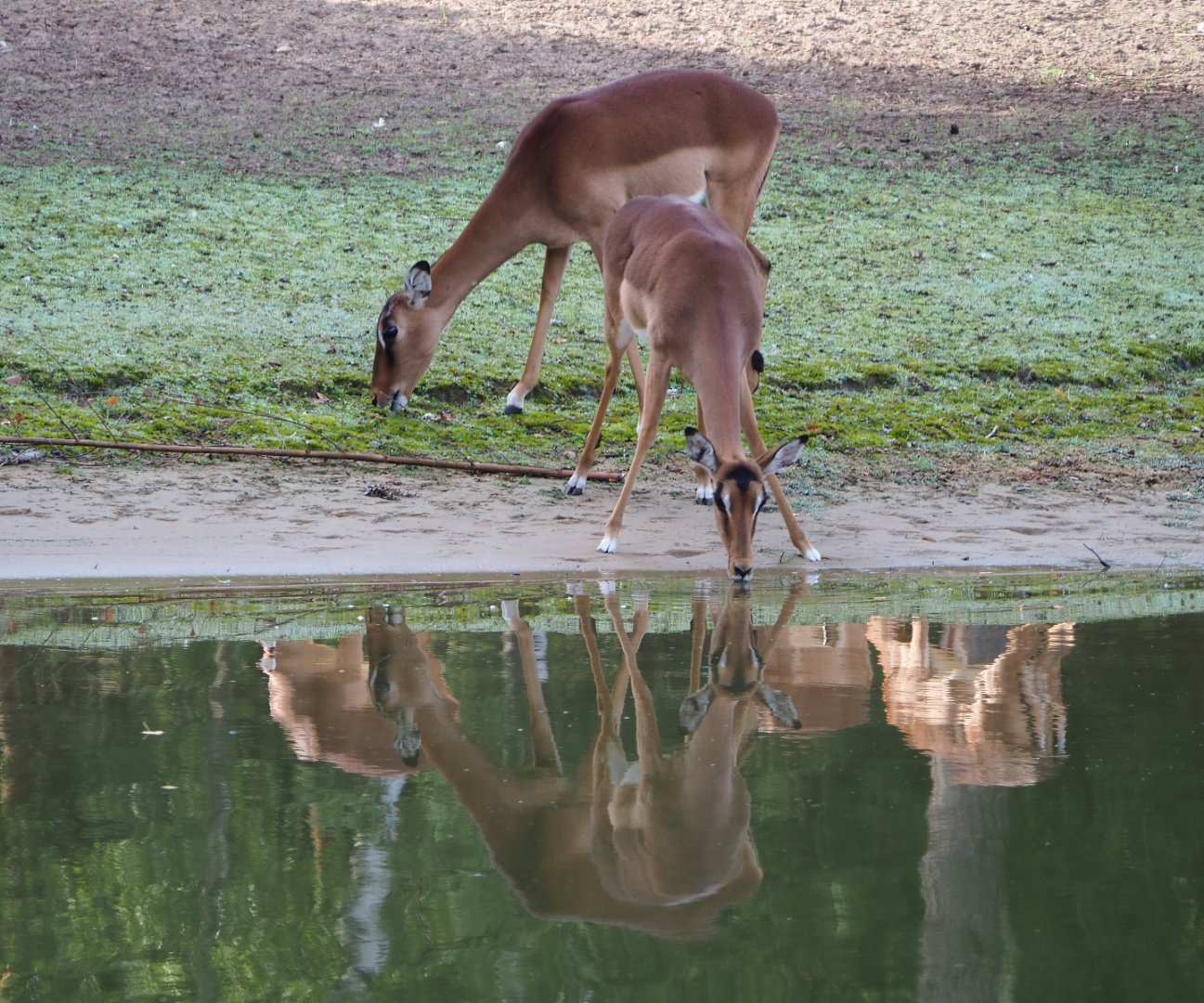 Common impalas (Aepyceros melampus melampus), 2019-09-15