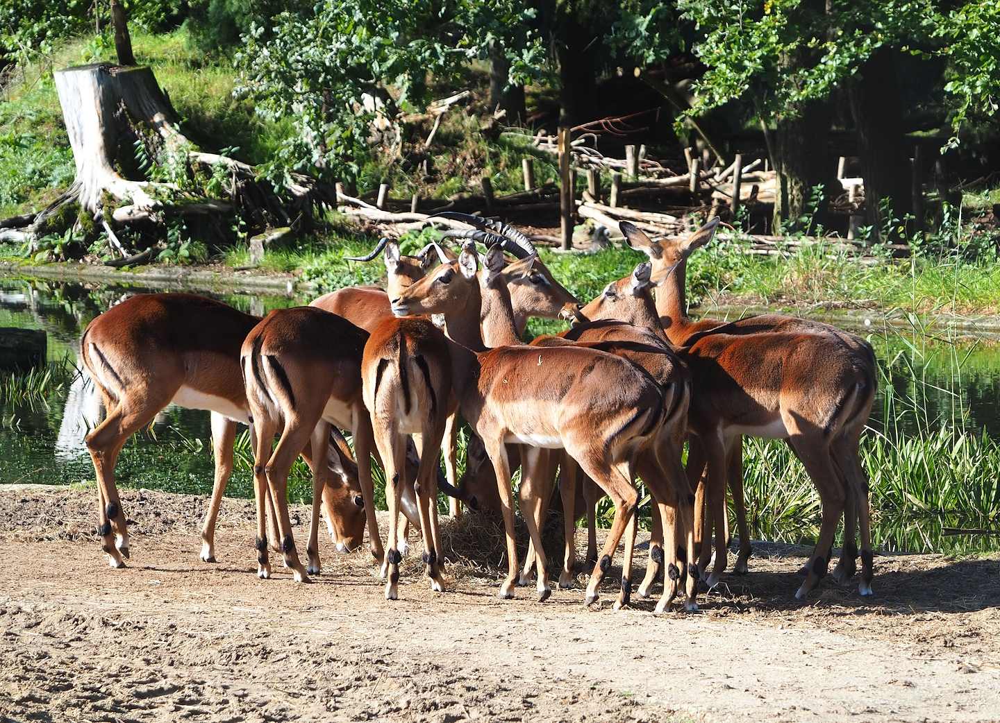 Common impalas (Aepyceros melampus melampus), 2023-09-24