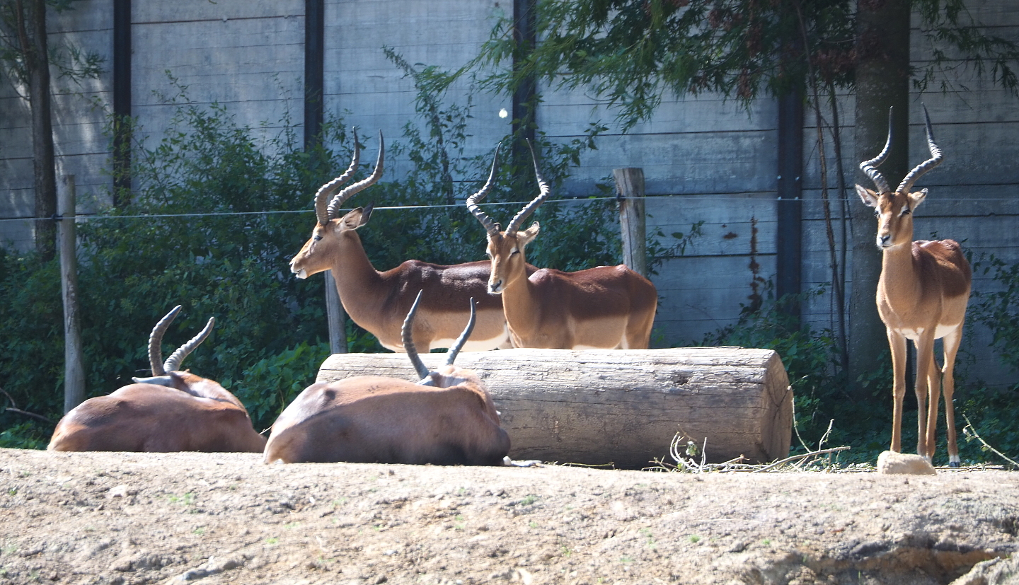 Common impalas (Aepyceros melampus melampus) and Blesbok (Damaliscus pygargus phillipsi), 2021-09-02
