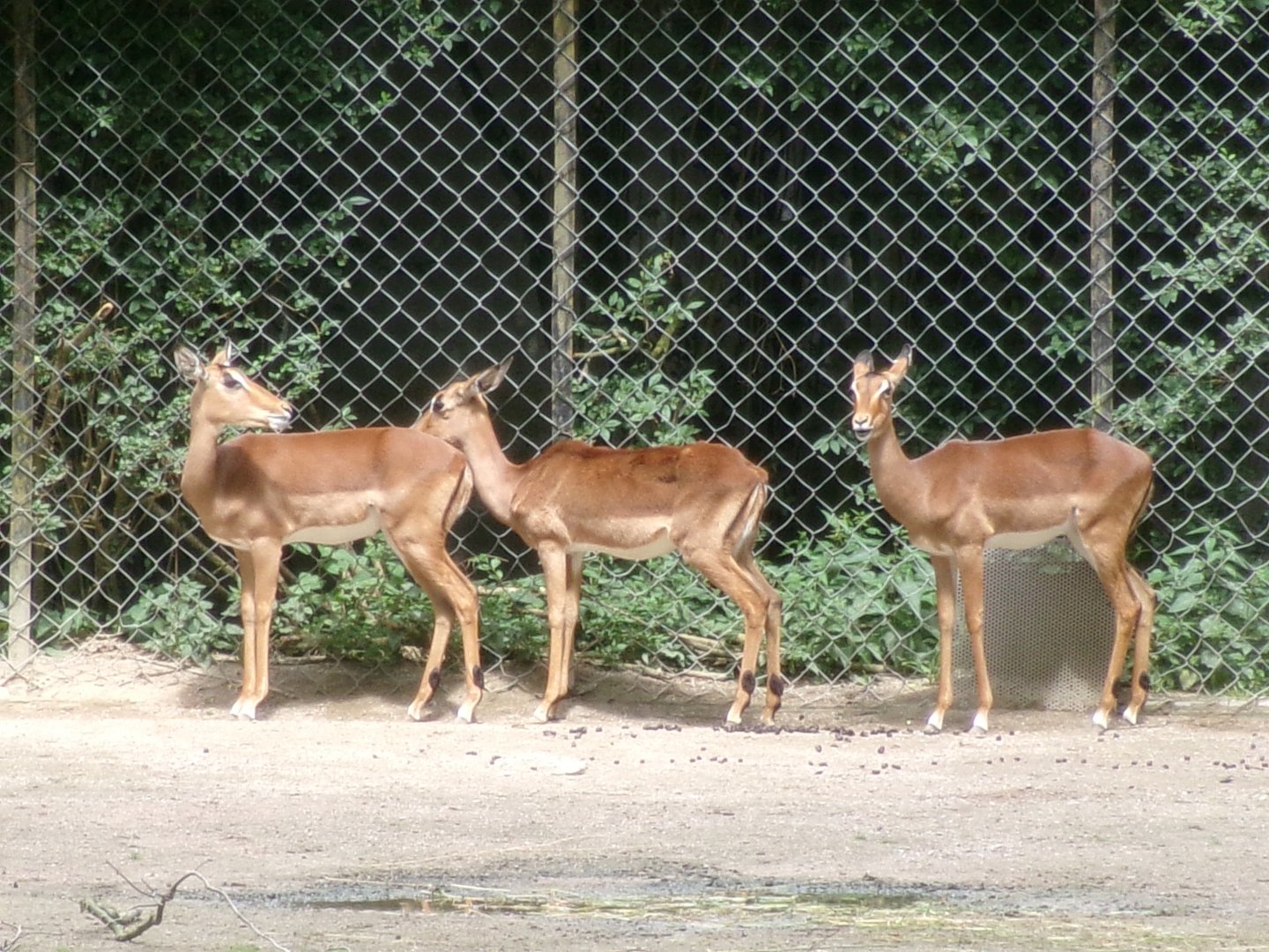 Common impalas