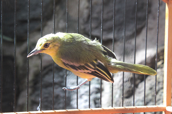 Common iora (Aegithina tiphia scapularis)
