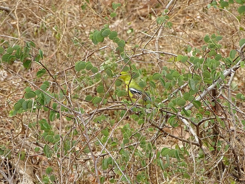 Common iora, female