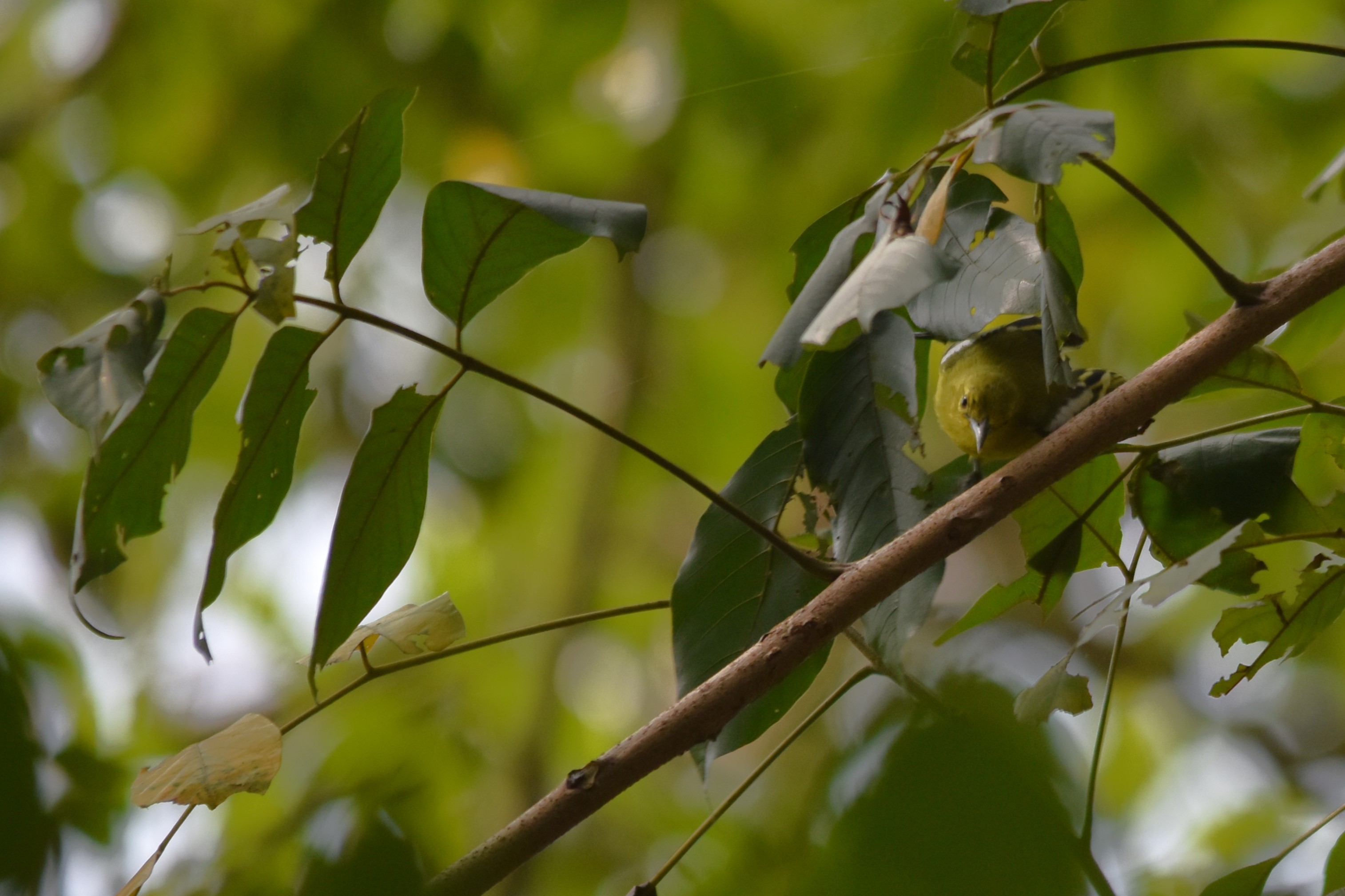 Common Iora, Kabini River Lodge, 20th November 2024