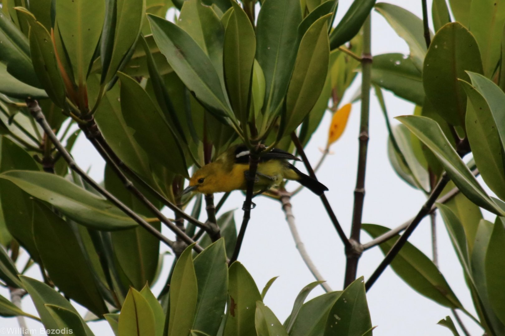 Common Iora - KK Wetland Centre