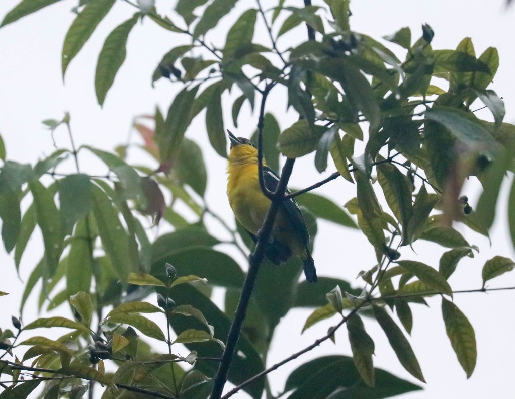 Common iora