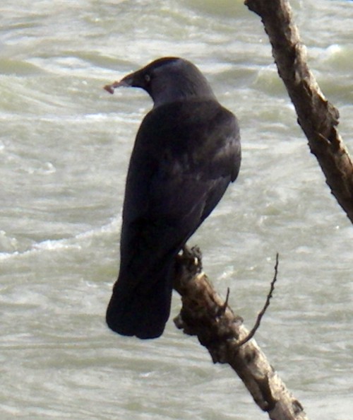 Common Jackdaw (Corvus monedula)