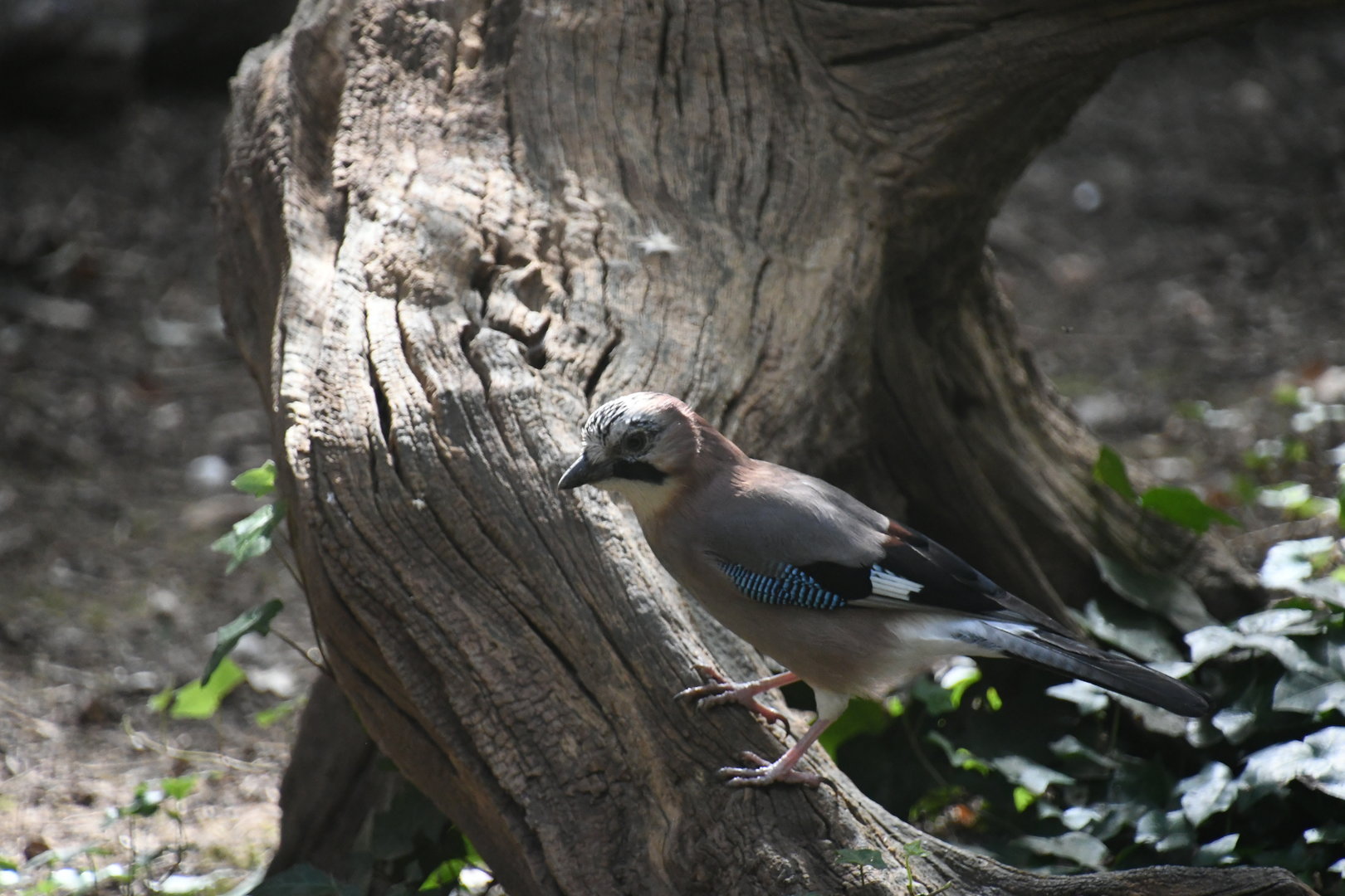 Common Jay