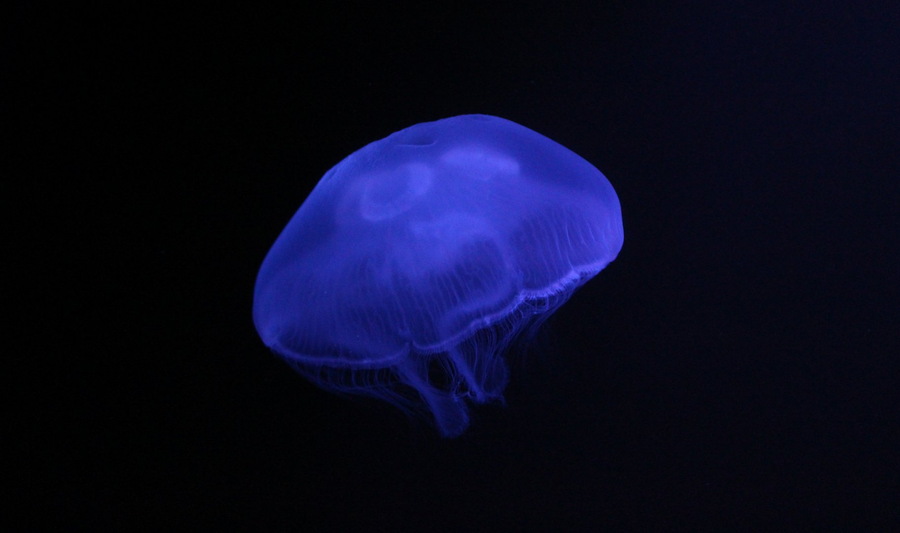 Common Jellyfish (Aurelia aurita)
