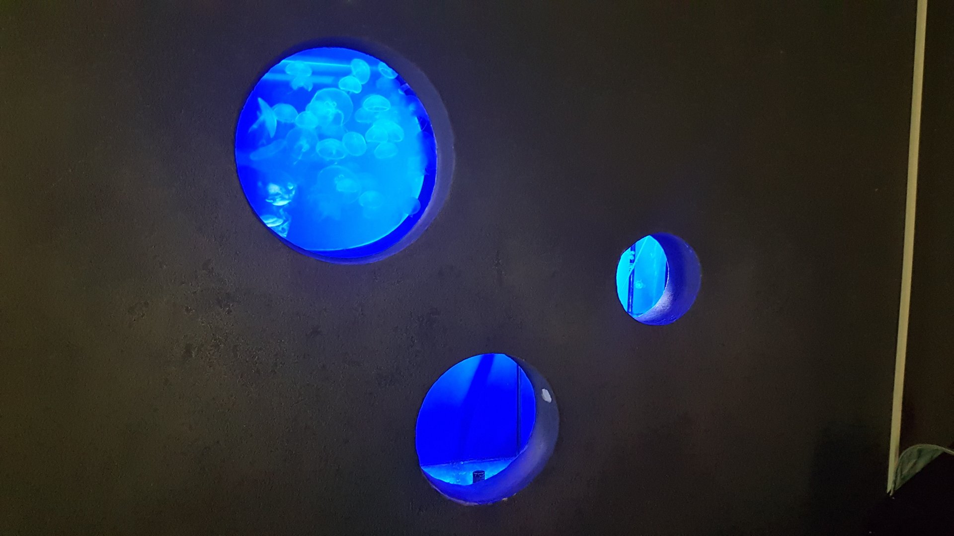 Common jellyfish (Aurelia aurita)