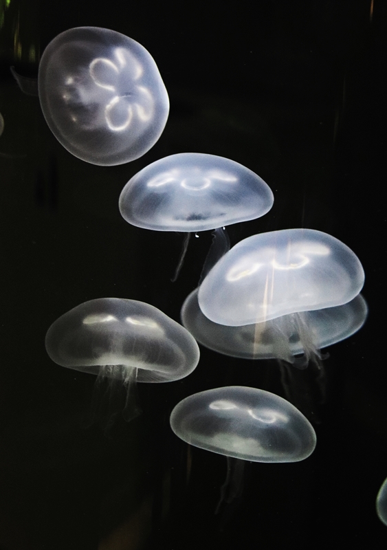Common jellyfish (Aurelia aurita)