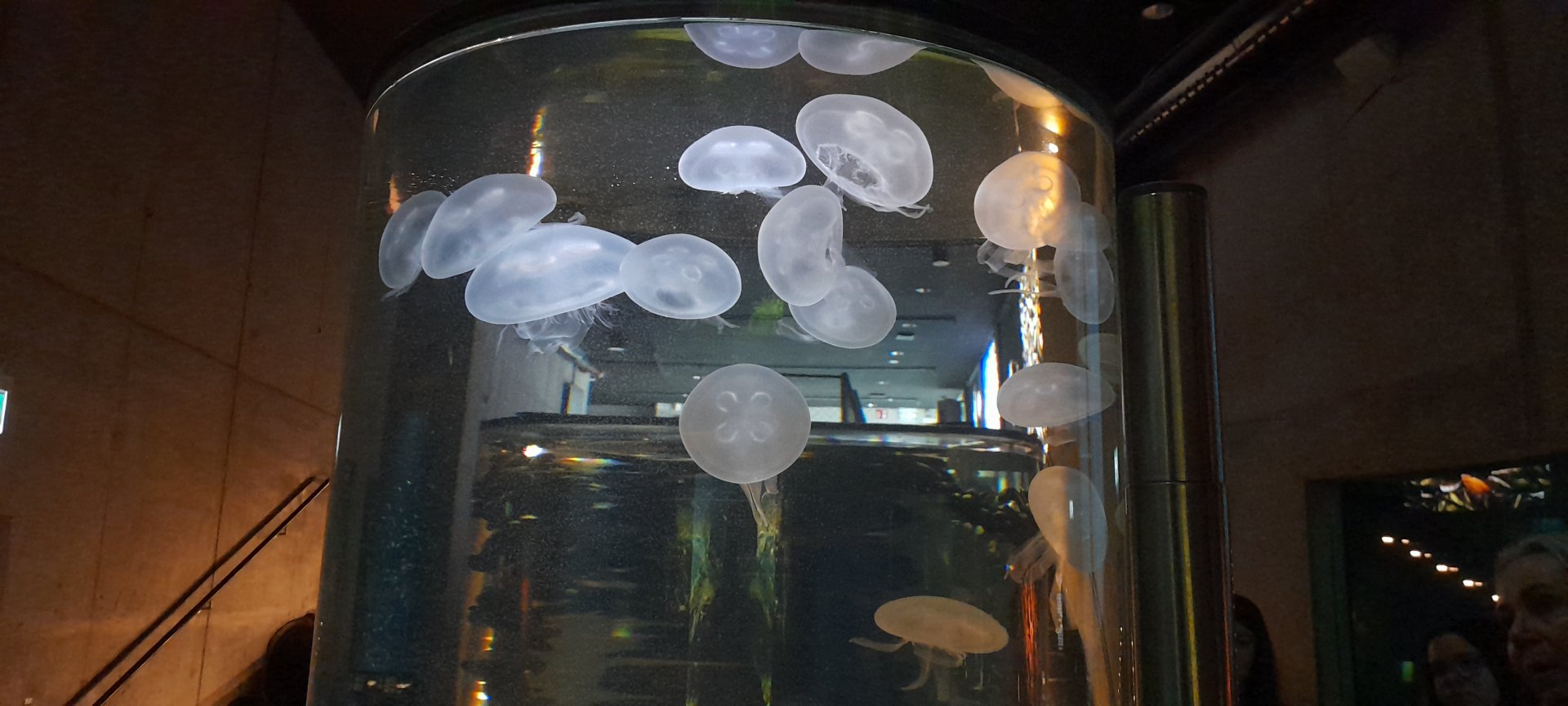 Common jellyfish (Aurelia aurita)