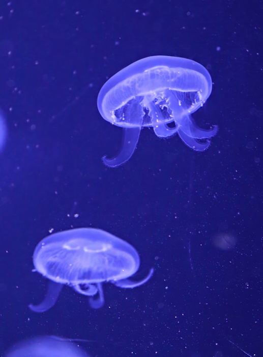 Common jellyfish (Aurelia aurita)