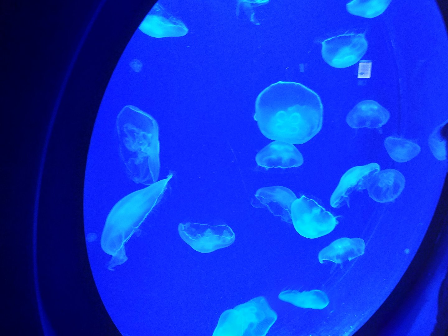 Common jellyfish -BioDomo (2019)