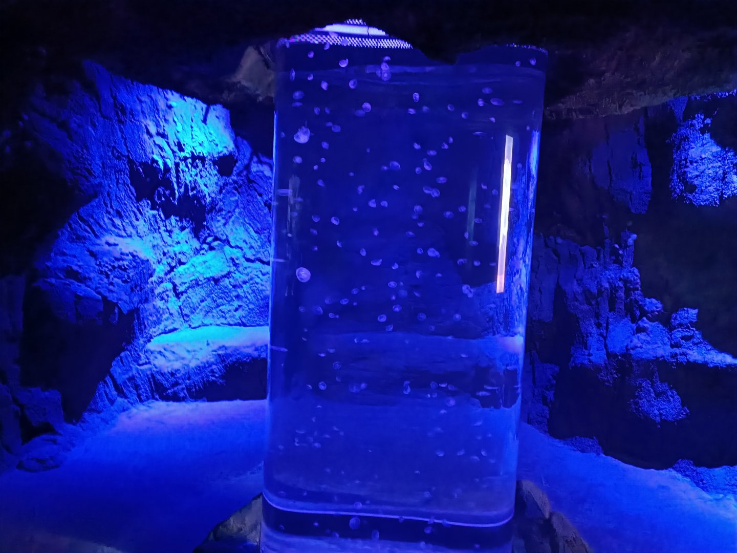 Common jellyfish exhibit - Centro de visitantes Ses Salines