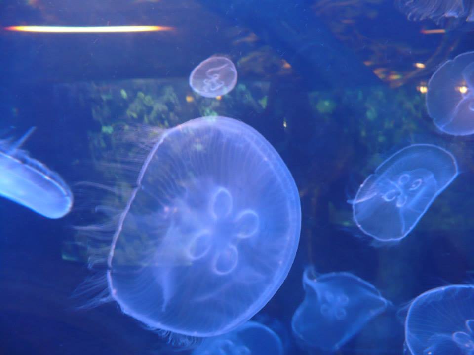 Common jellyfish/moon jelly