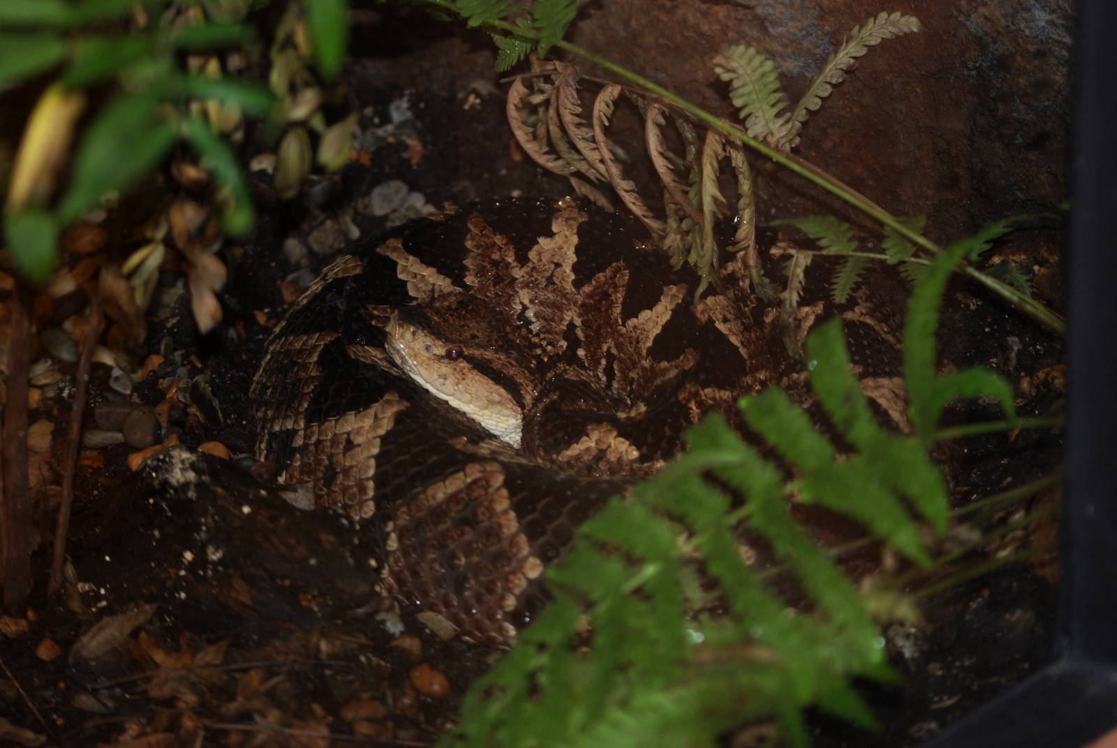 Common Jumping Viper at Miami, 12/10/13