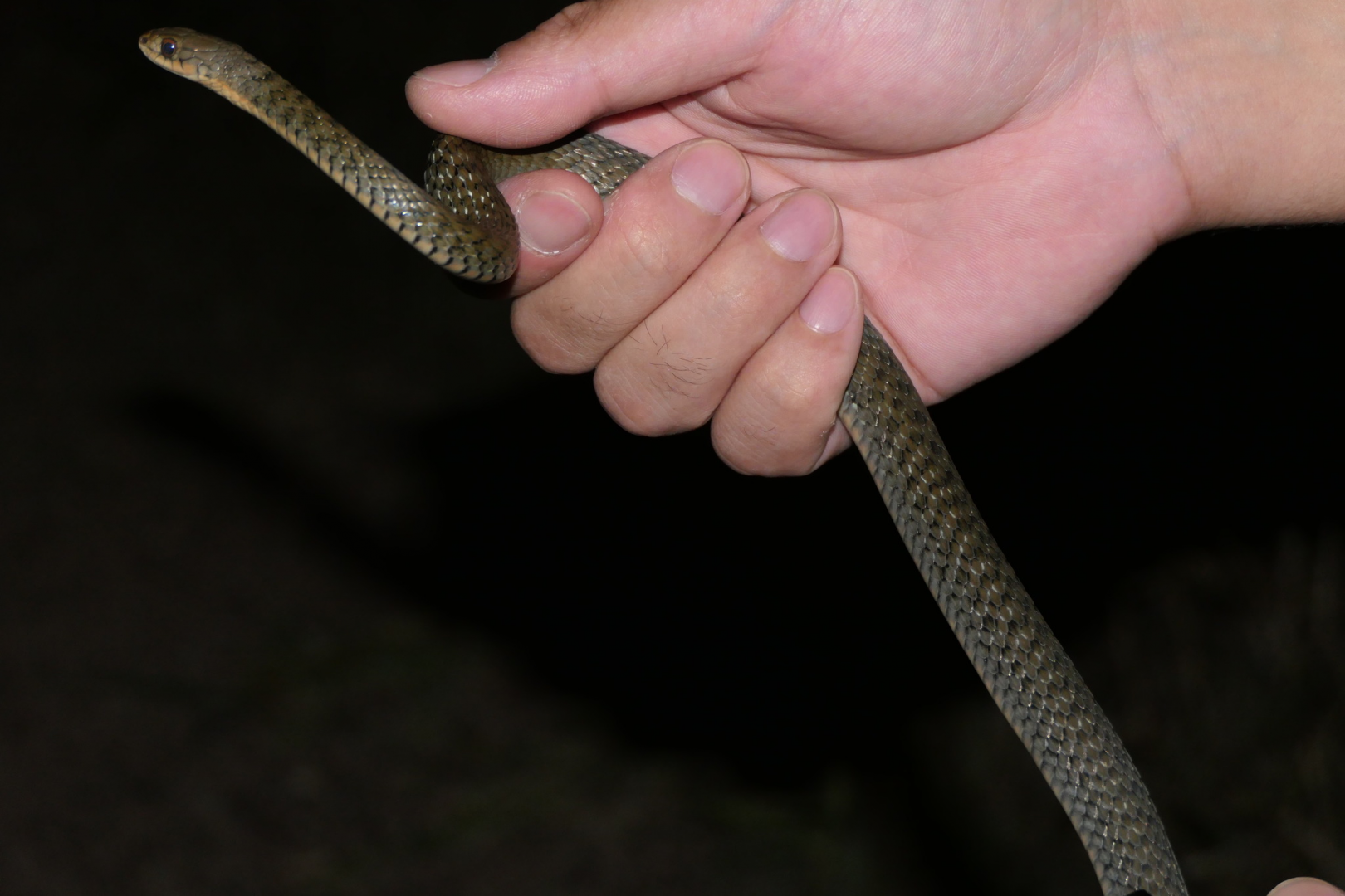Common Keelback (Tropidonophis mairii mairii)