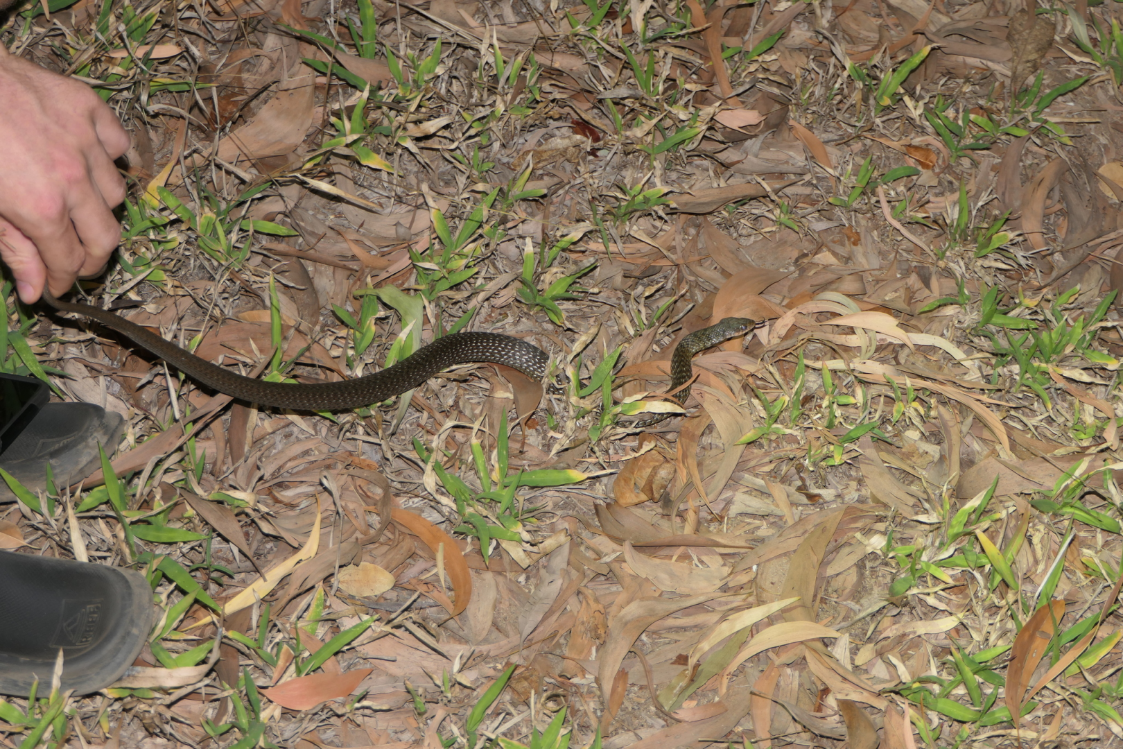 Common Keelback (Tropidonophis mairii)