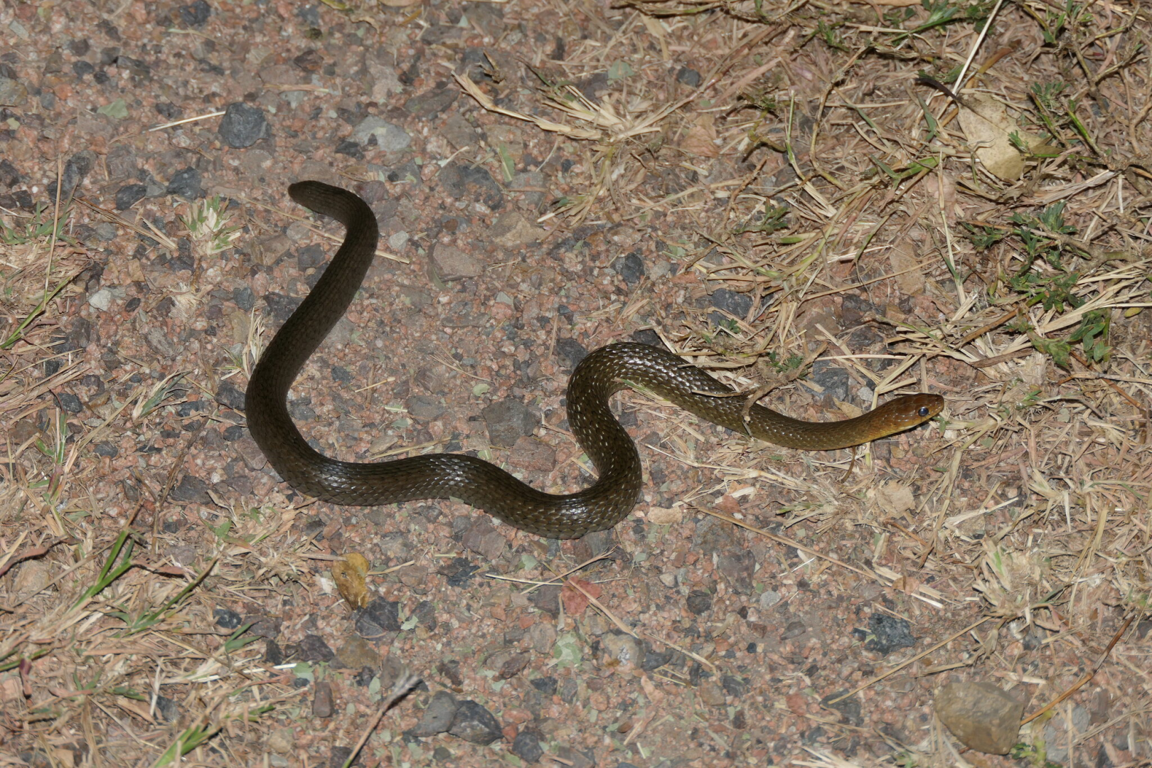 Common Keelback (Tropidonophis mairii)
