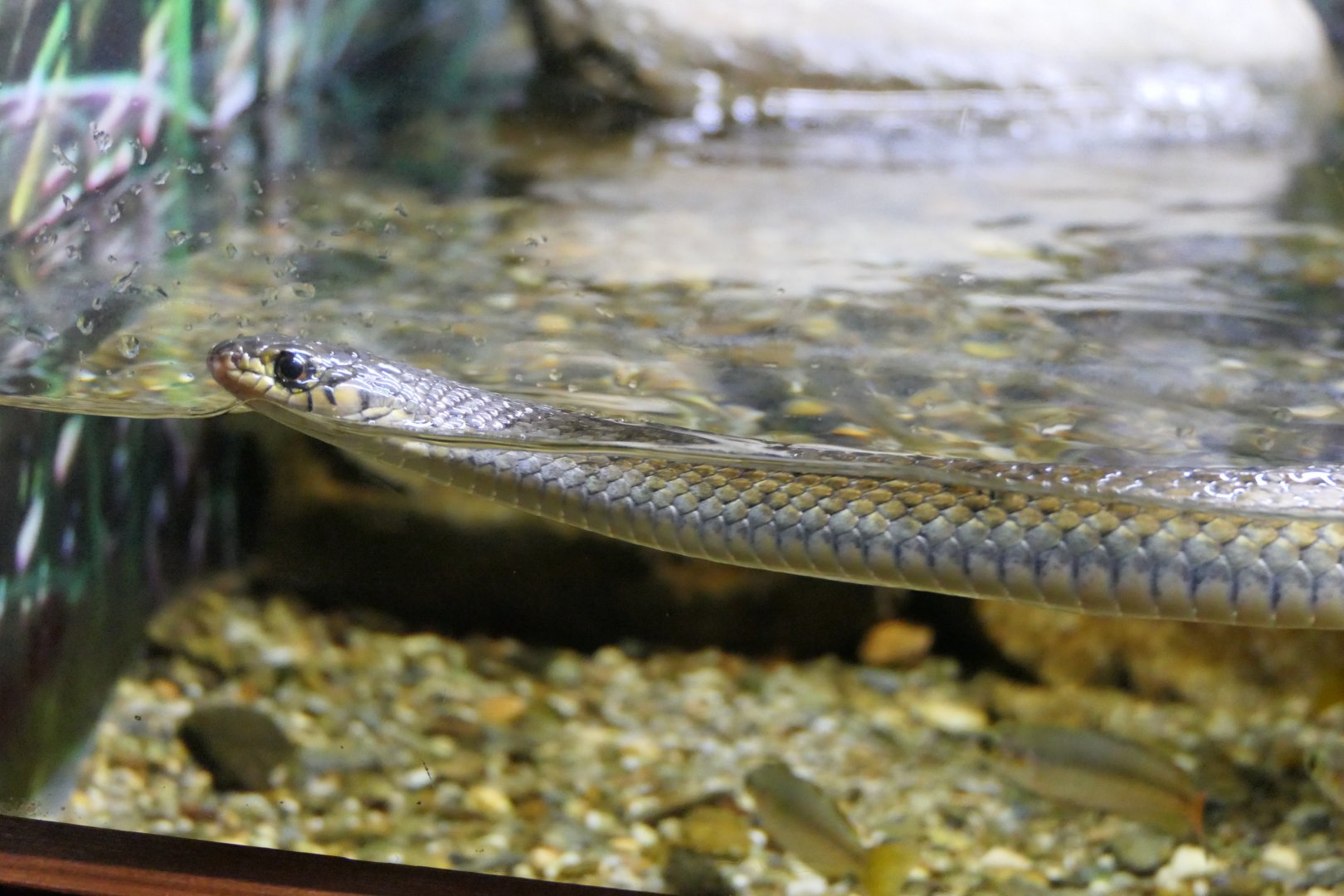 Common Keelback (Tropidonophis mairii)