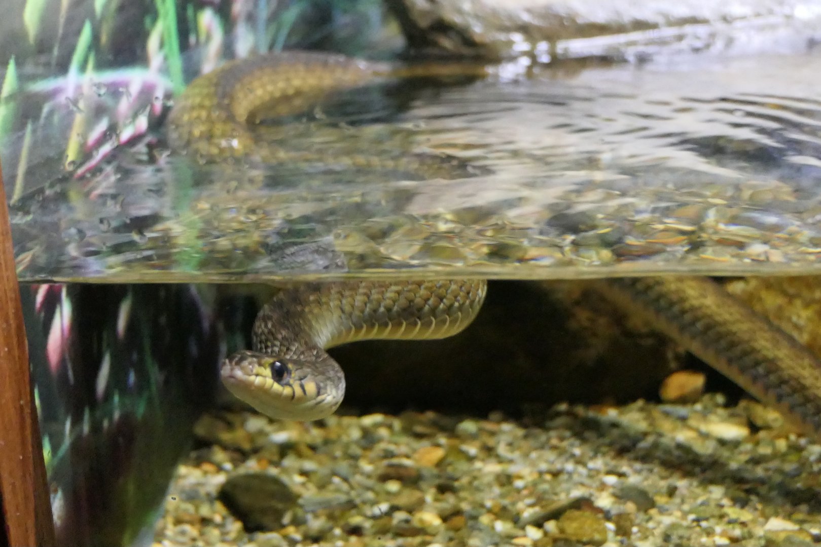 Common Keelback (Tropidonophis mairii)