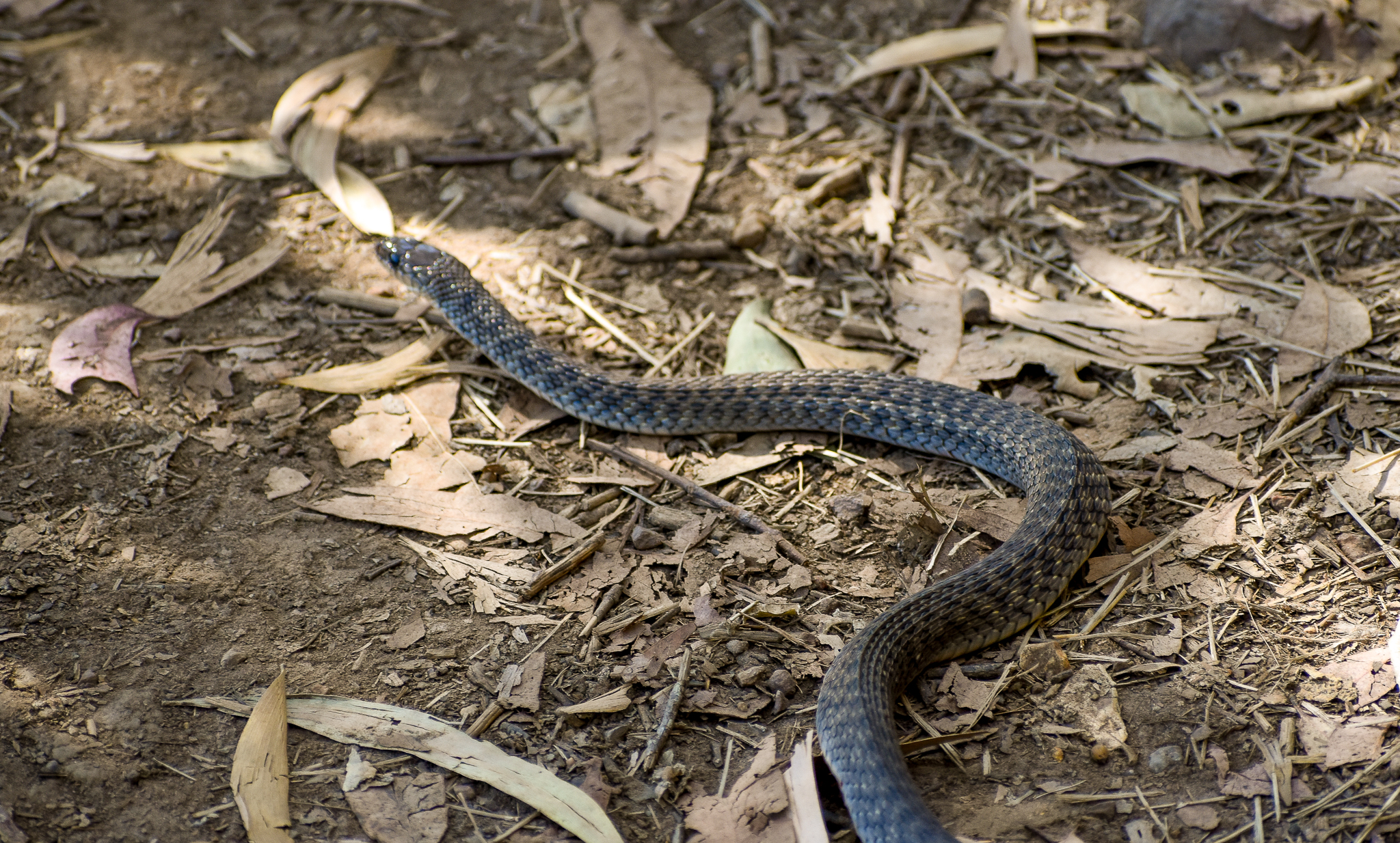 Common Keelback