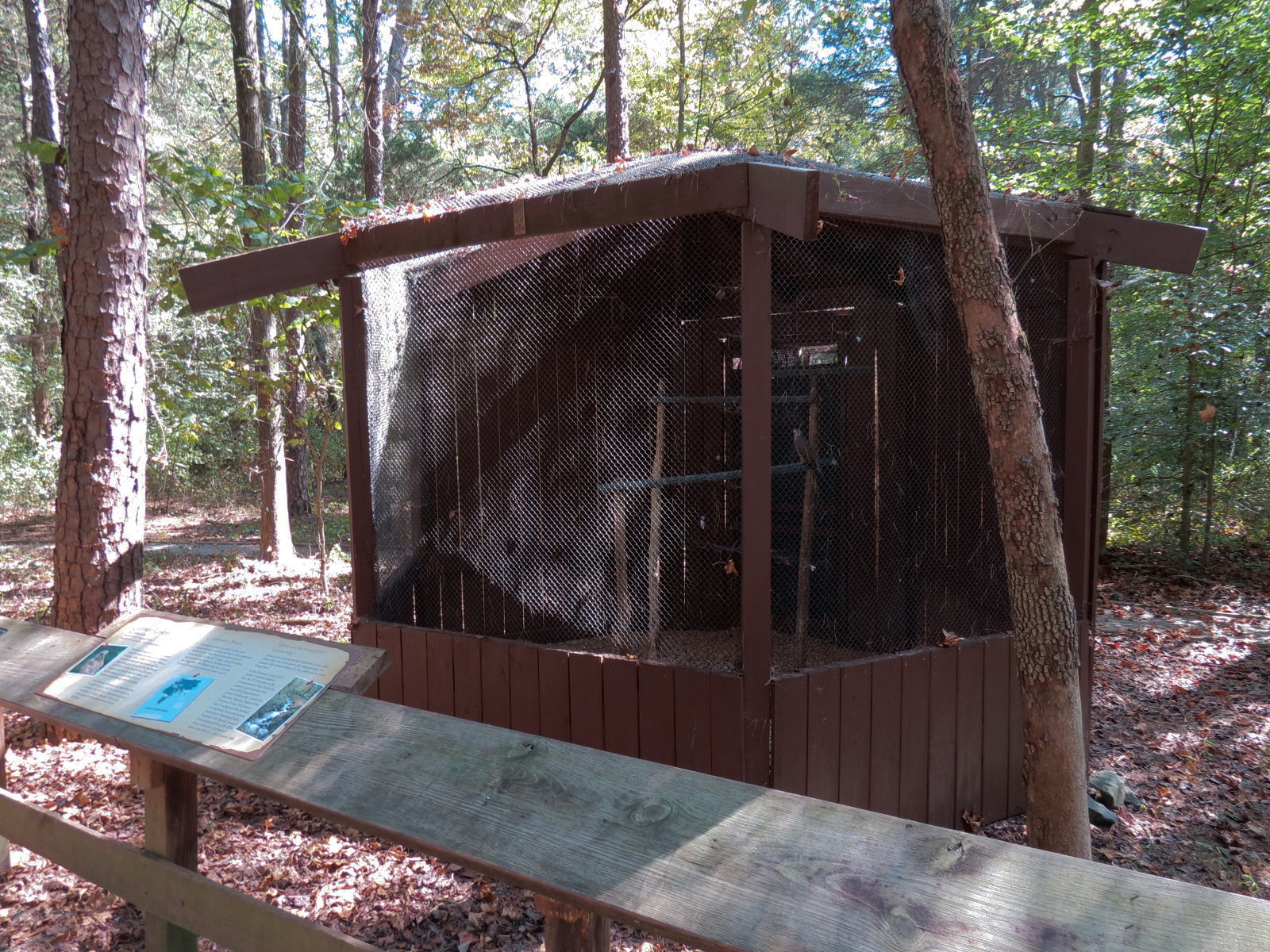 Common Kestral Exhibit