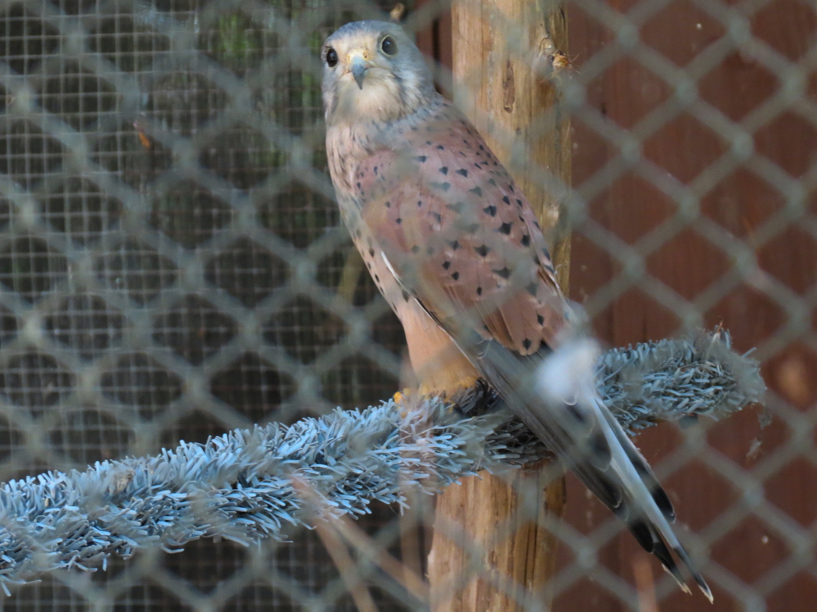 Common Kestral Exhibit