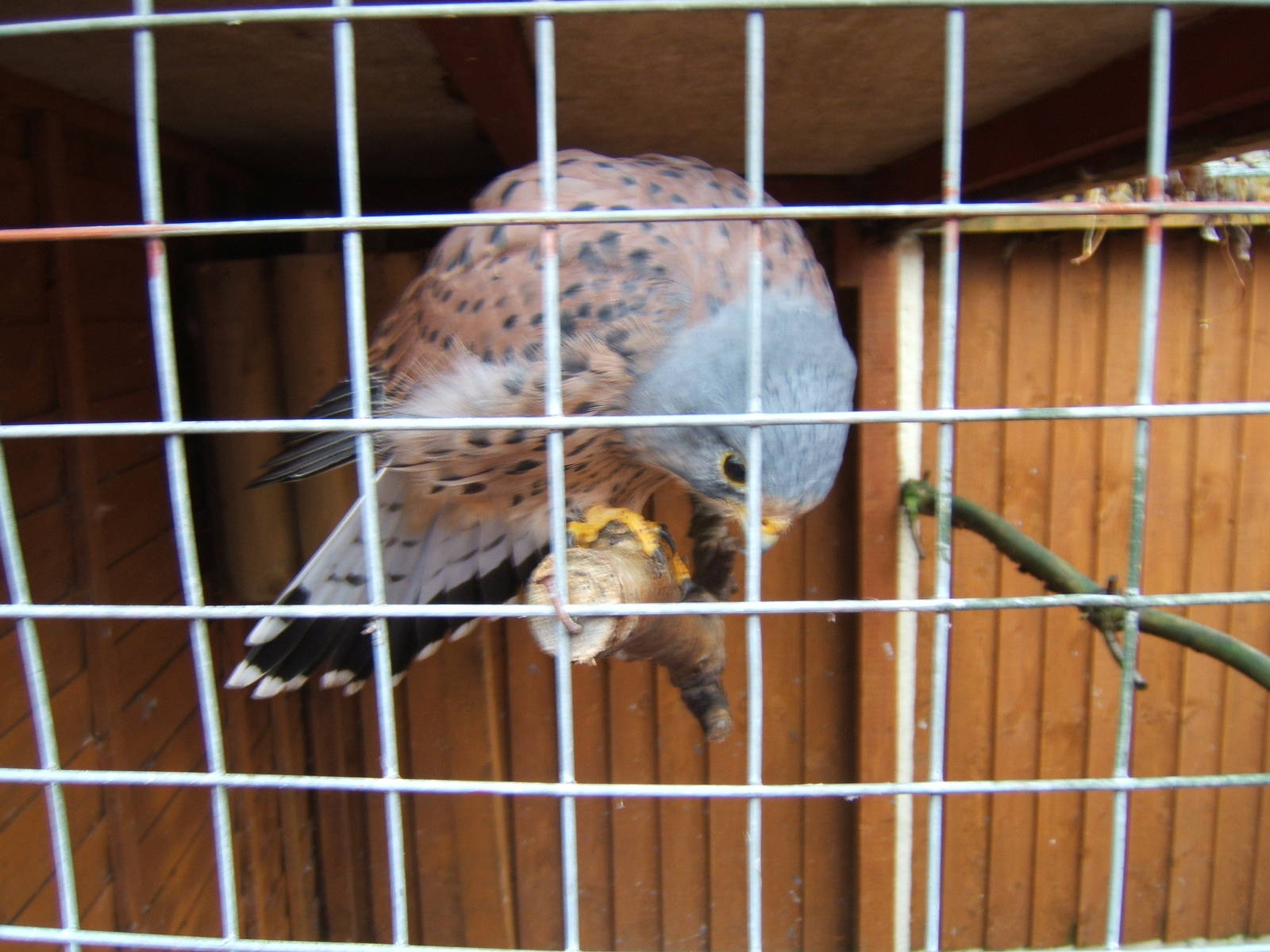 Common Kestral