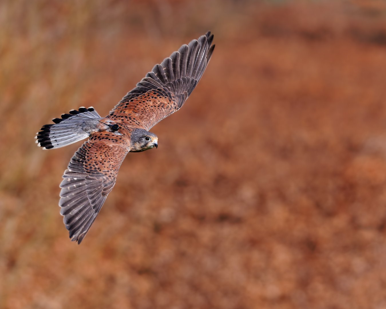 Common Kestrel / 18-3-22 / Noah's Ark Zoo Bristol