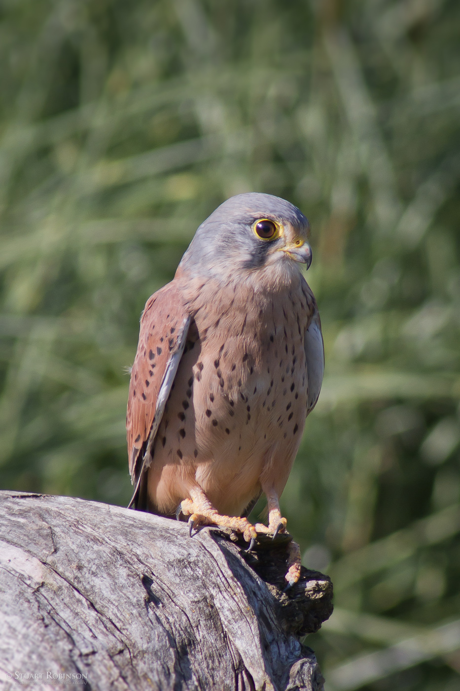 Common Kestrel - 28/09/2011