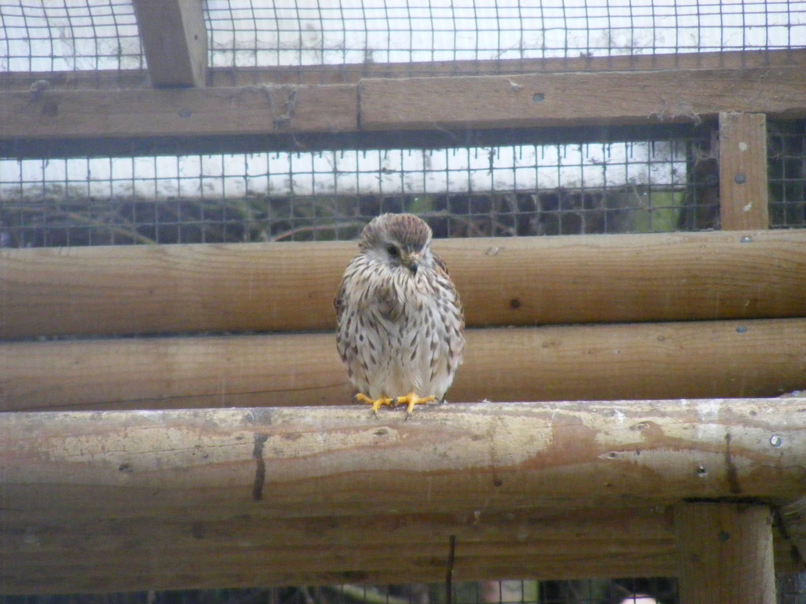 Common kestrel at Wingham Wildlife Park, 2 April 2010