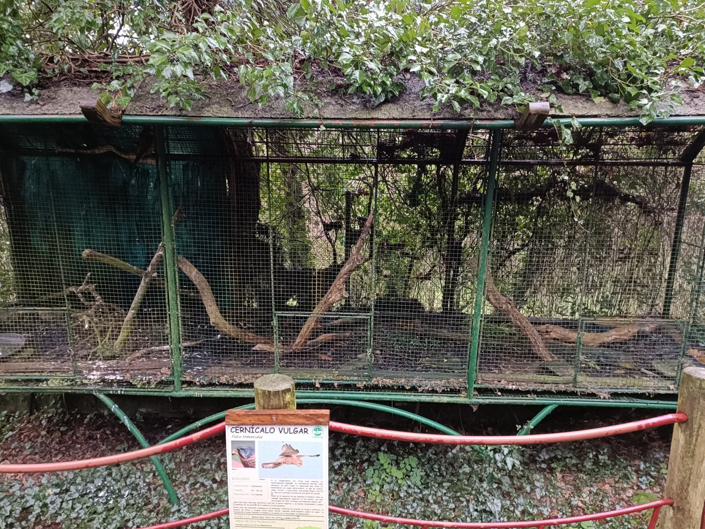 Common kestrel exhibit - Avifauna Lugo