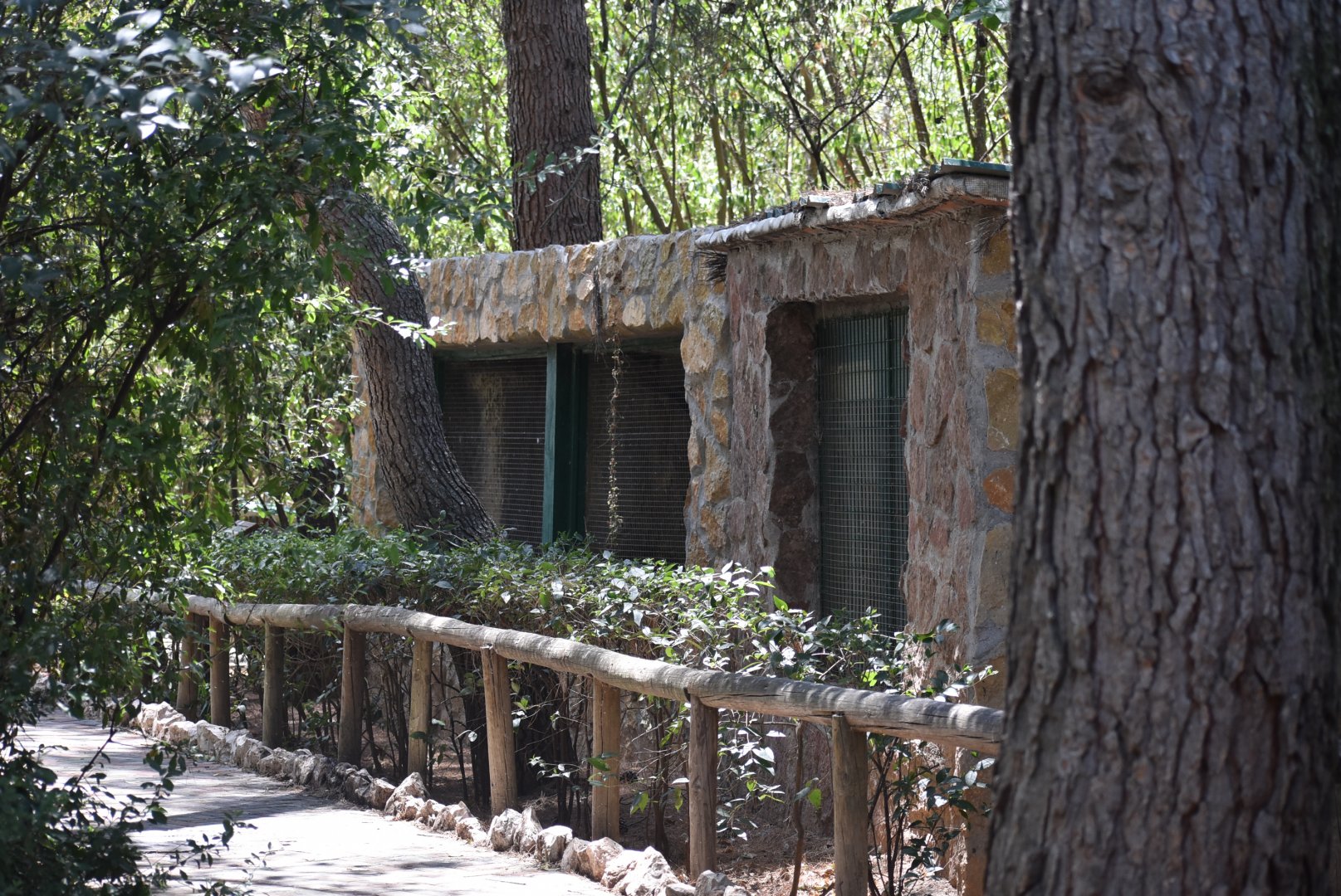 Common kestrel exhibit