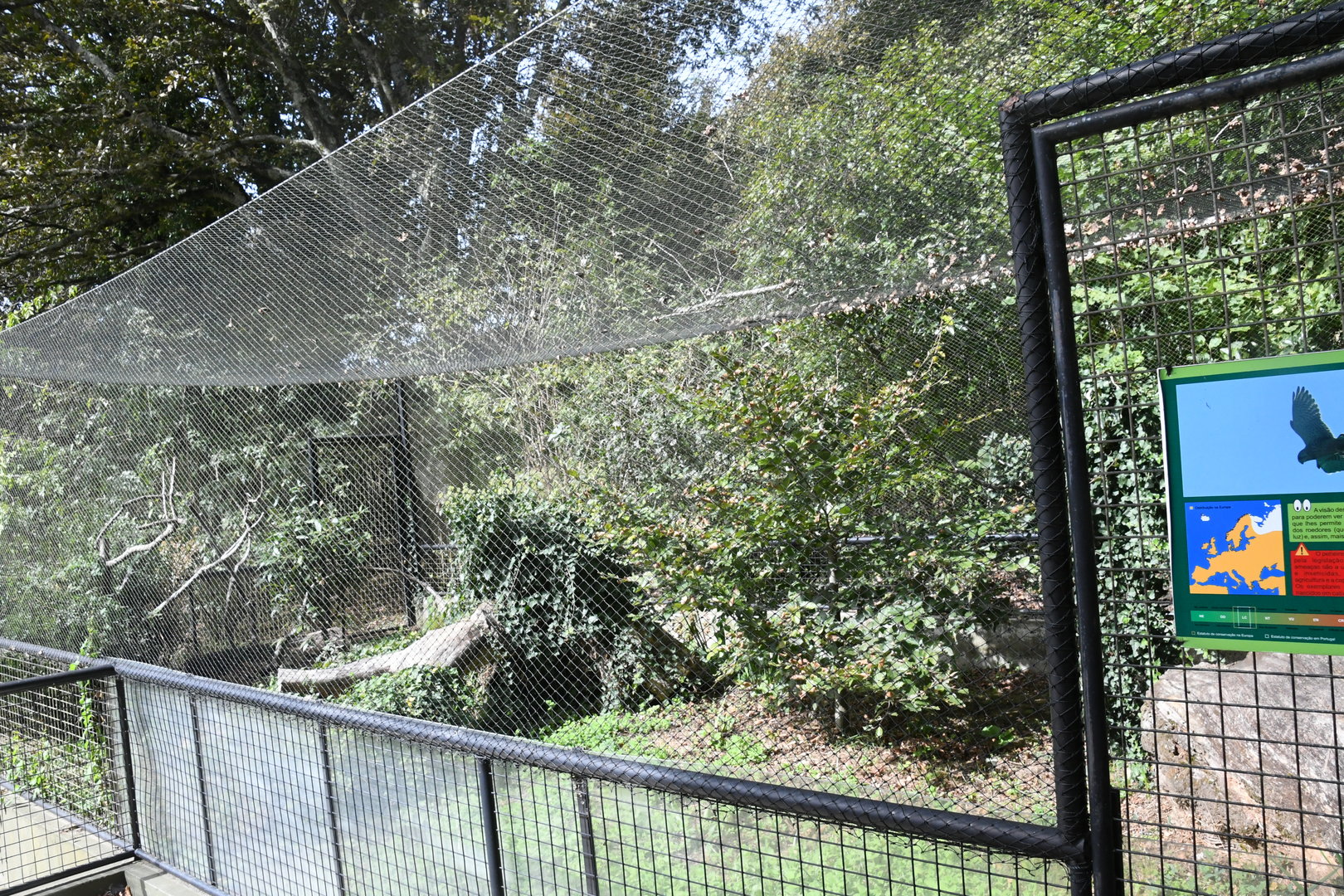 Common Kestrel exhibit
