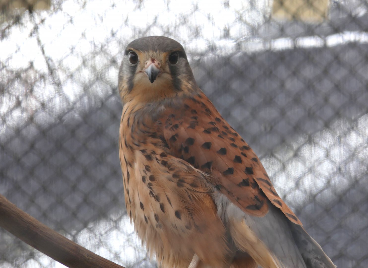 Common Kestrel (Falco tinnunculis)