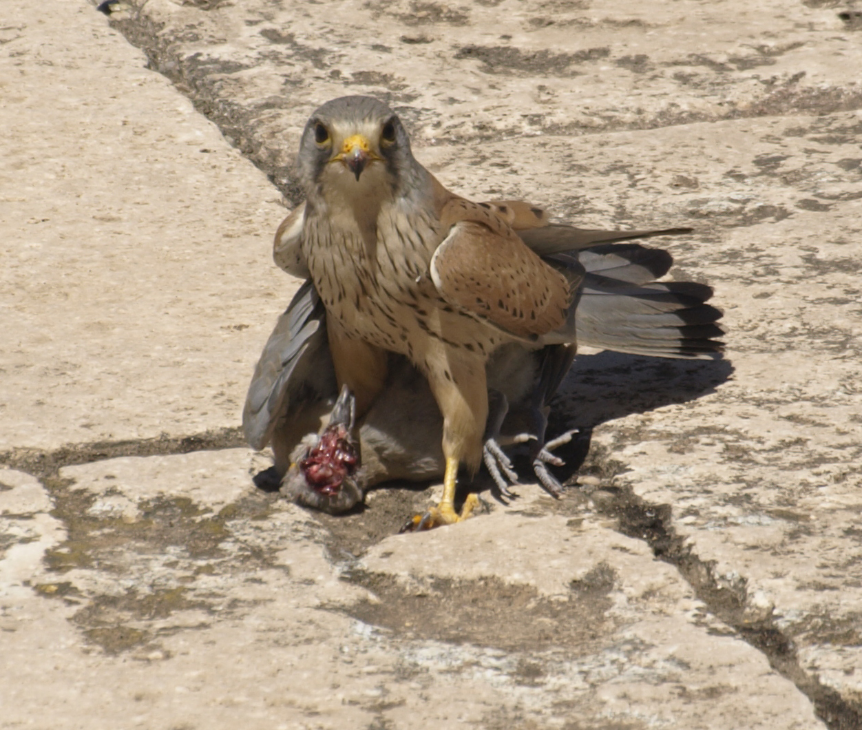 Common Kestrel (Falco tinnunculus)