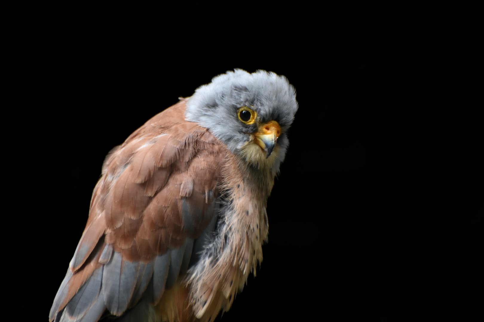 Common Kestrel Falco tinnunculus