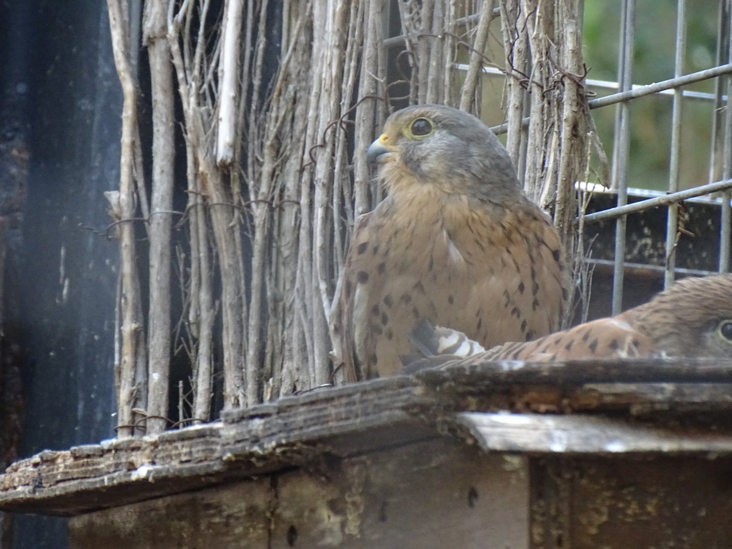 Common kestrel (Falco tinnunculus)